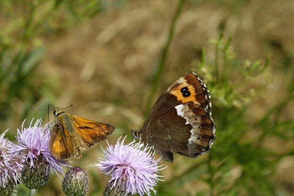 Domanda - cf. Erebia ligea